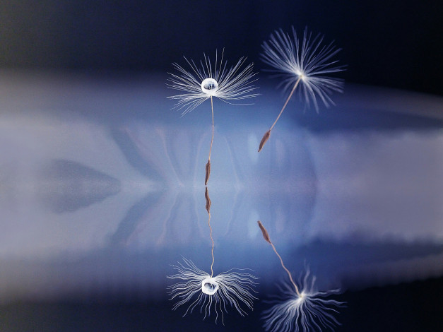 Обои картинки фото макро, природа, капли, боке, одуванчик, семя