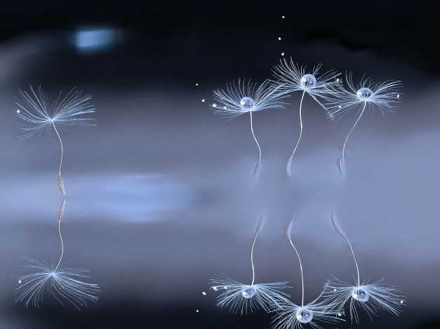 Обои картинки фото макро, природа, одуванчик, семя, боке, капли