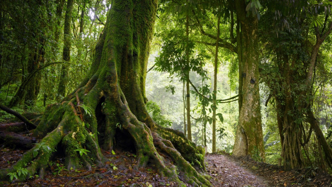 Обои картинки фото природа, лес, деревья