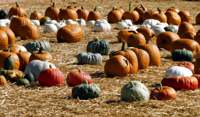 Обои картинки фото еда, тыква, урожай