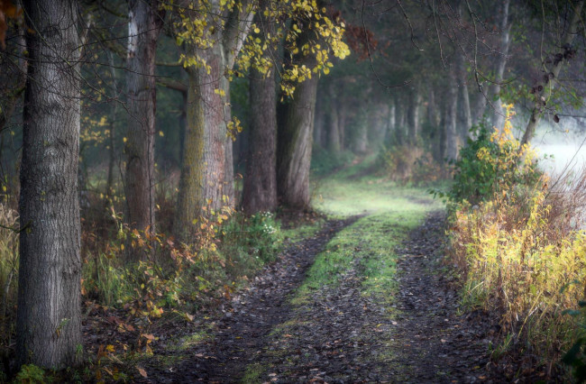 Обои картинки фото природа, дороги, трава, осень, дорога, лес