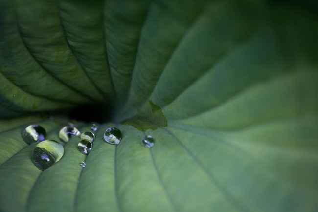 Обои картинки фото лист, природа, листья, роса, капли, макро