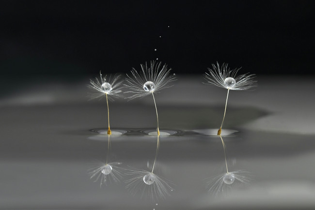 Обои картинки фото макро, природа, боке, вода, одуванчик, капли, семя