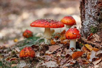 Картинка природа грибы +мухомор простор
