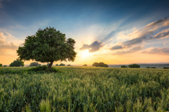 Картинка природа поля простор