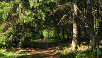 Картинка лесная+тропа природа лес лето тропинка деревья ели тайга карелия