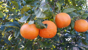 Картинка природа плоды мандарины