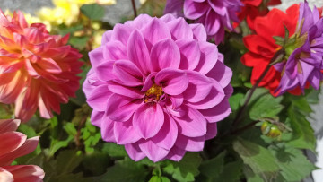 Картинка цветы георгины розовые макро