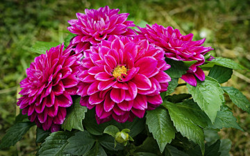 Картинка цветы георгины розовые капли