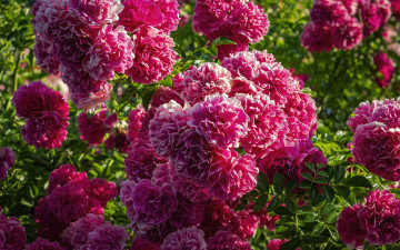 Картинка цветы розы куст розовые