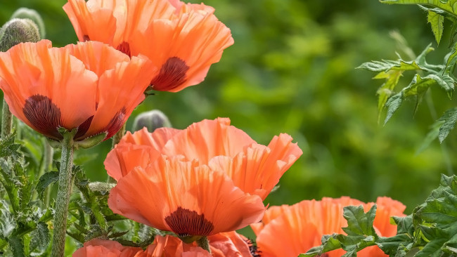 Обои картинки фото цветы, маки, оранжевые, макро