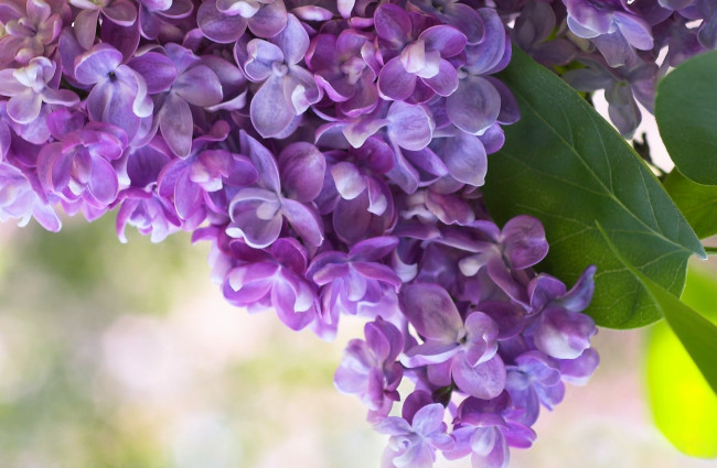 Обои картинки фото цветы, сирень, ветка