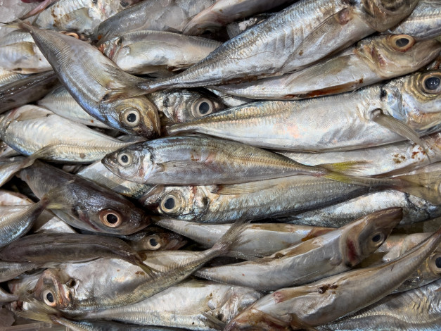 Обои картинки фото еда, рыба,  морепродукты,  суши,  роллы, свежая