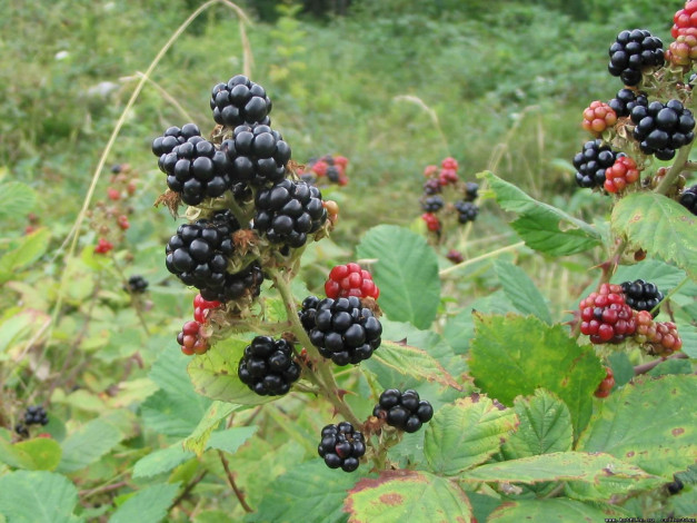 Обои картинки фото 