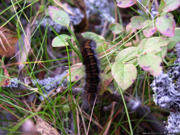 Обои картинки фото гусеница, животные, гусеницы