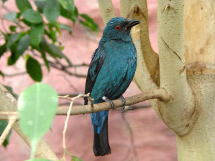 Картинка blue backed fairy bluebird female животные птицы