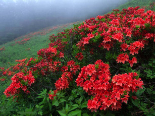 Картинка цветы рододендроны азалии