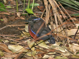 Картинка garnet pitta животные птицы