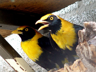 Картинка gold breasted mynah животные птицы