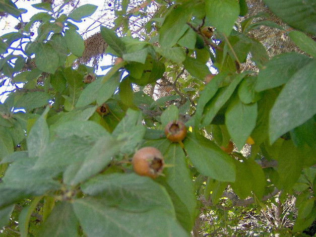 Обои картинки фото 