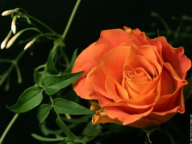 Обои картинки фото цветы, розы