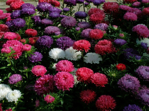 Картинка цветы астры