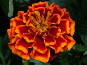 Картинка цветы бархатцы