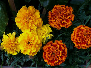 Картинка цветы бархатцы