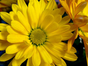 обоя цветы, хризантемы