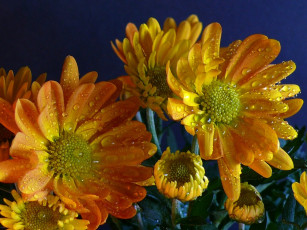 обоя цветы, хризантемы