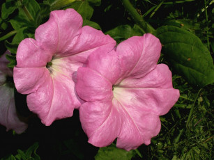 Картинка цветы петунии калибрахоа