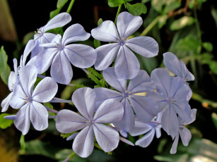 Картинка цветы плюмбаго свинчатка