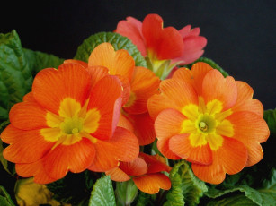 Картинка цветы примулы