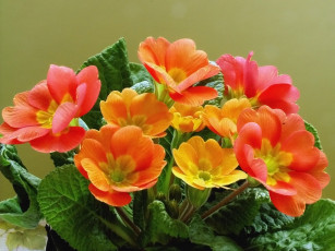 Картинка цветы примулы