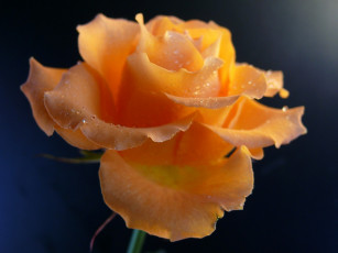 Картинка цветы розы