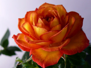 Картинка цветы розы