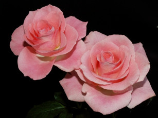 Картинка цветы розы