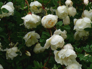 Картинка цветы розы