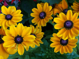 Картинка цветы рудбекия