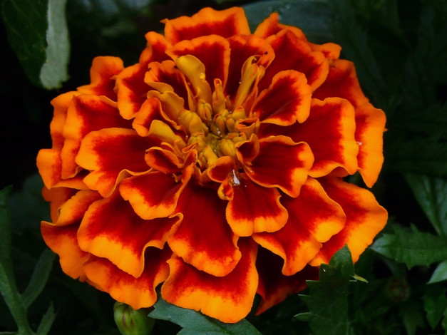 Обои картинки фото цветы, бархатцы