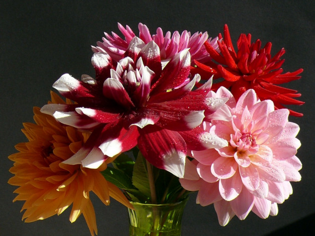 Обои картинки фото цветы, георгины