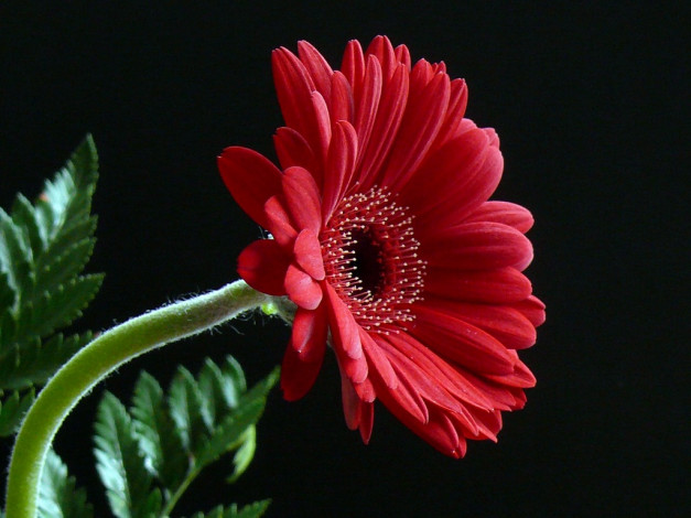 Обои картинки фото цветы, герберы