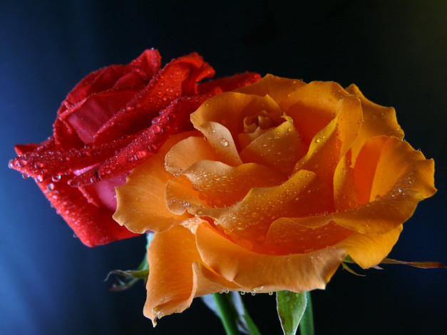 Обои картинки фото цветы, розы