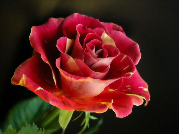 Обои картинки фото цветы, розы