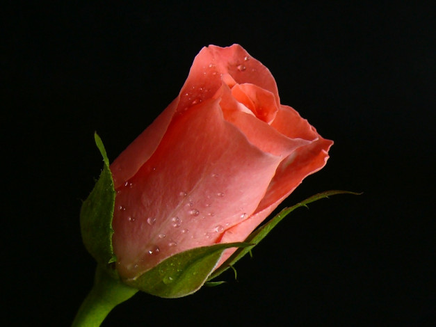 Обои картинки фото цветы, розы