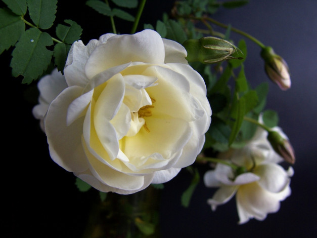 Обои картинки фото цветы, розы