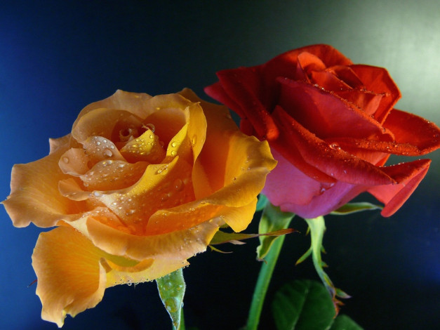 Обои картинки фото цветы, розы