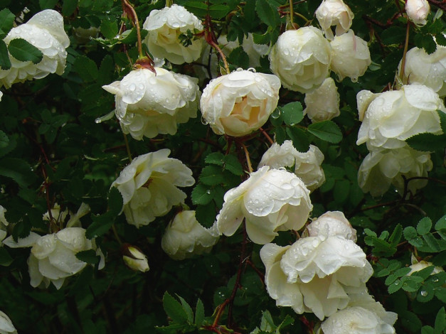 Обои картинки фото цветы, розы