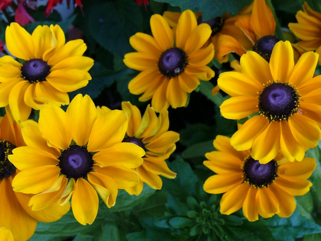 Обои картинки фото цветы, рудбекия