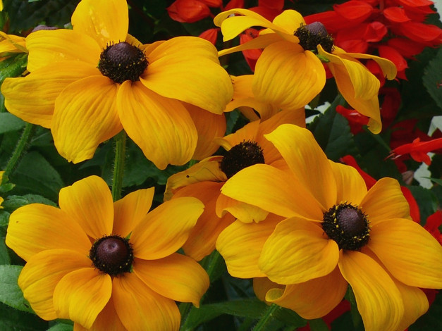 Обои картинки фото цветы, рудбекия